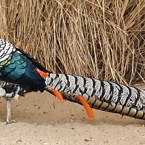 Lady Amherst pheasant
