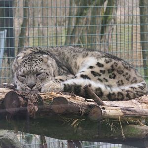 Snow leopards