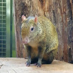 Azara agouti