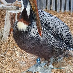 Brown pelican