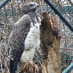 martial eagle