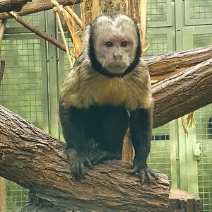 yellow breasted capuchin