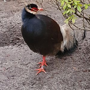 brown eared pheasant