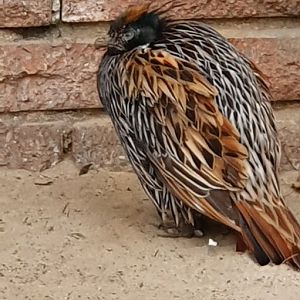 Koklass pheasant