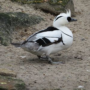 Smew