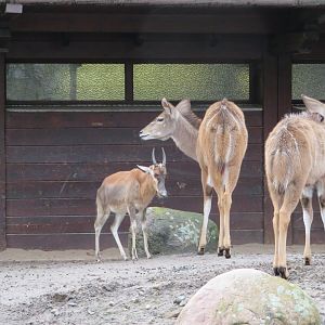 Blesbok calf and greater kudu