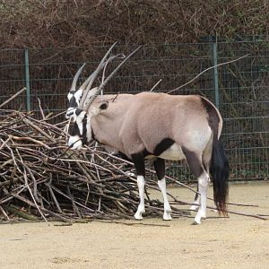Gemsbok