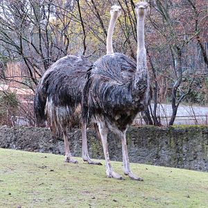 Ostriches