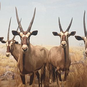 Gemsbok