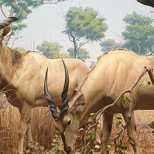 Giant Eland