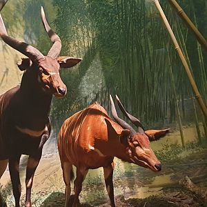 Mountain Bongo