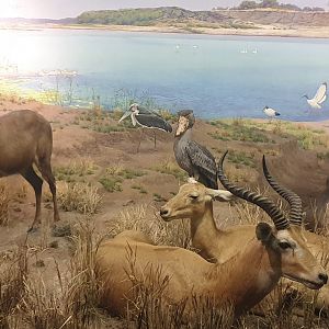 Upper Nile, Hippo & White-eared Kob & Nile Lechwe