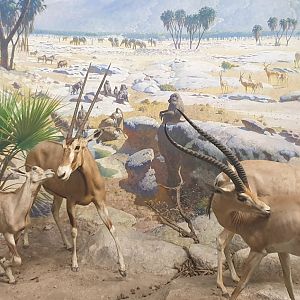 Water Hole,  Beisa oryx & Northern Grant's gazelle ( Listed as a Rainey's gazelle )