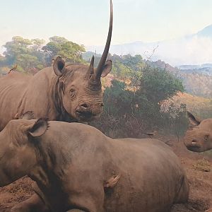 Black Rhino
