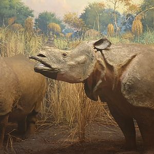 Indian Rhino