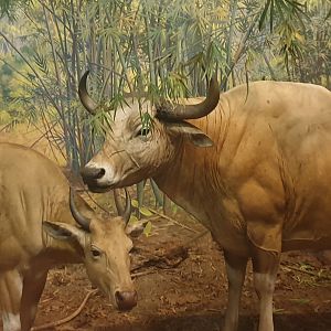 Banteng