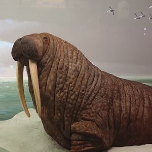 Walrus