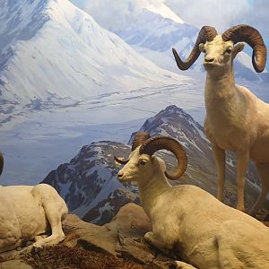 Dall's Sheep