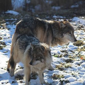 Mexican Gray Wolves