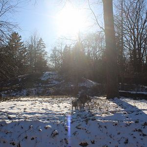 Wolf Woods in the Sun and Snow