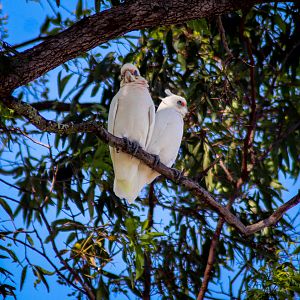 Little Corellas (Cacatua sanguinea)