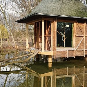Ring tailed lemurs island house