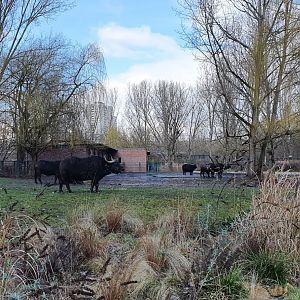 Cape buffalo enclosure