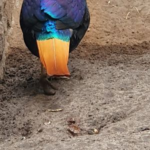 Himalayan monal