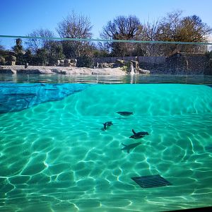 Penguin pool