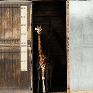 Giraffe