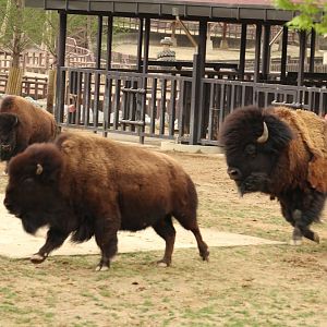American Bison