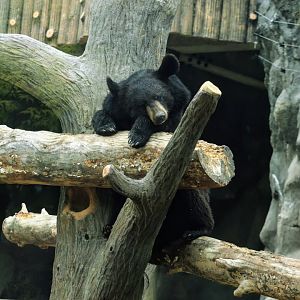Asiatic Black Bear