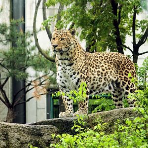 Amur Leopard