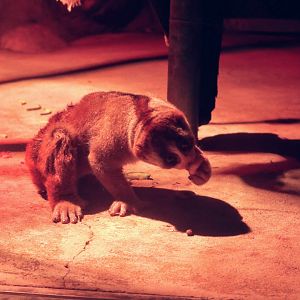 Slow Loris