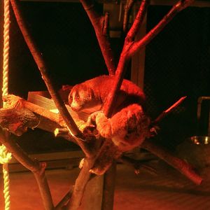 Slow Loris