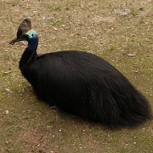 Southern Cassowary