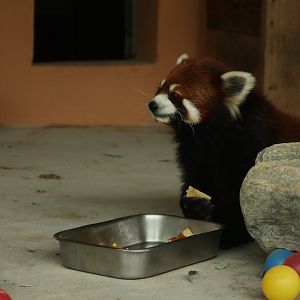 Red Panda