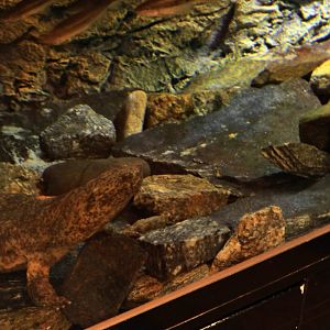 Chinese Giant Salamander