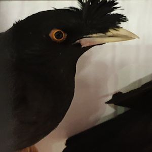 Crested myna