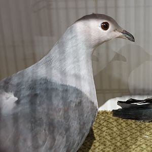 Pink-headed imperial-pigeon - Ducula rosacea