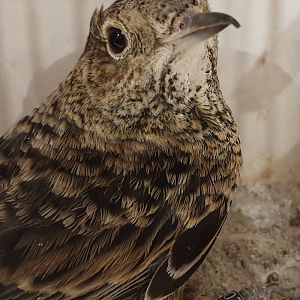 Thrush ID