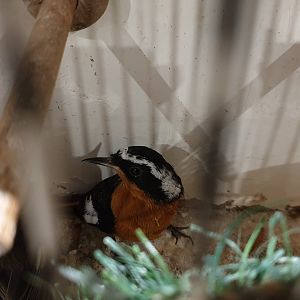 Diadem redstart - Phoeniculus moussieri