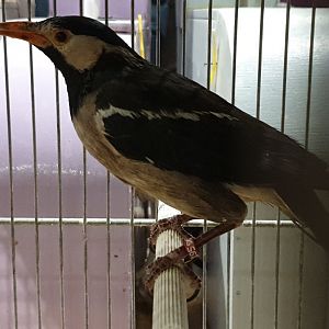 Asian pied starling