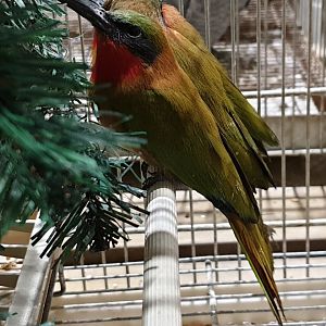 Red-throadted bee-eaters
