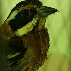 Stripe-headed tanager - male