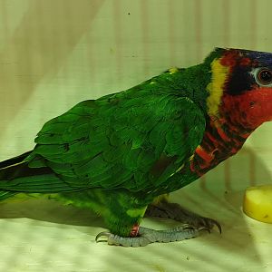 Ornate lorikeet
