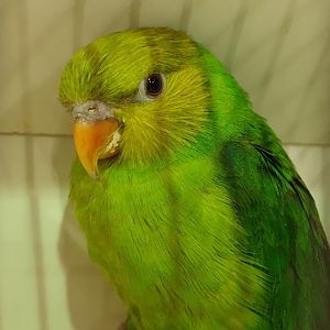 Olive-headed lorikeet