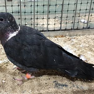 Eastern bronze-naped pigeon - Columba delegorguei
