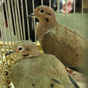 Eared doves - Zenaida auriculata