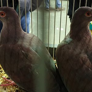 Peruvian pigeons - Columba oenops